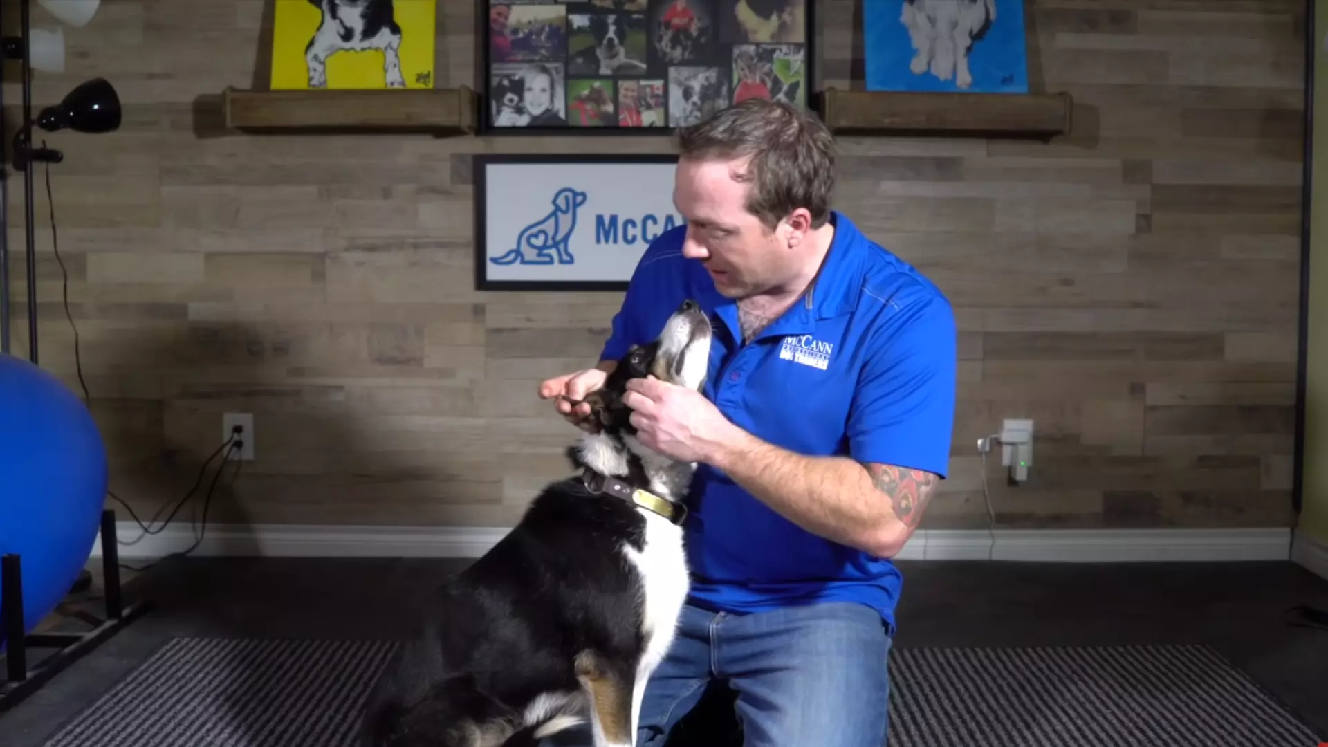 Dog Ticks Information for Dog Owners Canine Project